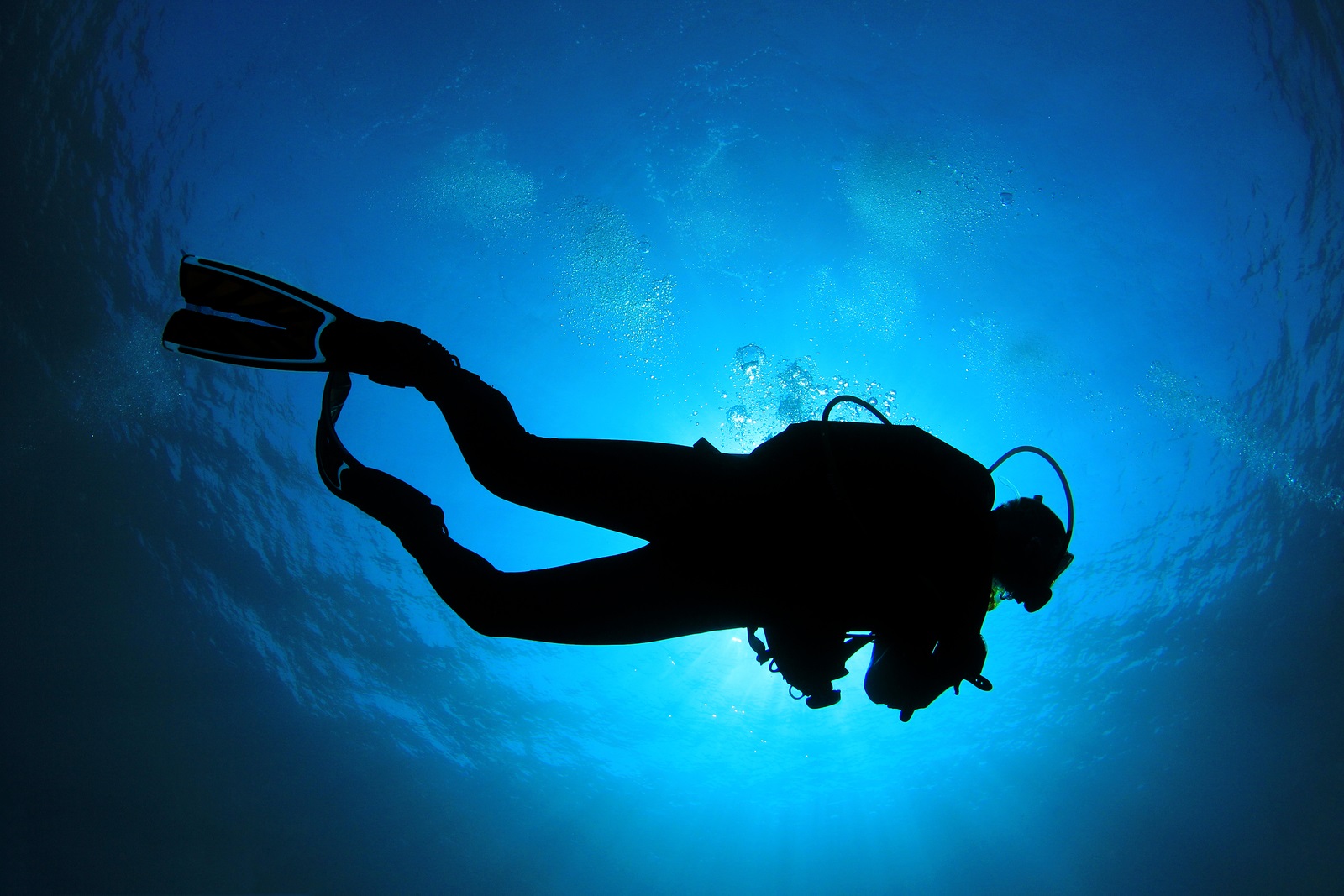 1. The chance meet friendly sea turtles and other sea
