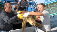 İzmir Körfezi’nde balıkçıların oltasına takılan yaralı Caretta Caretta, Büyükşehir Belediyesi’nin körfez temizlik personeli tarafından farkedilerek kurtarıldı. Doğal Yaşam Parkı’nda tedavi edilerek enfeksiyon gelişme riskine karşı bir süre kontrol altında tutulan sevimli kaplumbağa, daha sonra Orman ve Su İşleri Bakanlığı Milli […]
