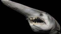 Angelshark Listed as critically endangered by the International Union for Conservation of Nature, the angelshark (Squatina squatina), or monkfish, is no longer found in many northeastern Atlantic and Mediterranean spots where it was once common. An angelshark usually lies buried […]