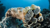 Sea cucumbers — of which there are more than 1,200 known species are probably more interesting than you once thought. Check out these seven facts about the life this ocean lump. 1) Sea cucumbers feed on plankton, algae and decaying […]