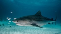 John Craig had to swim for more than three hours in Western Australia waters before reaching shore after being separated by his boat due to strong current. He used his speargun to fend off a tiger shark that followed him. […]