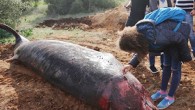 Antalya’da kıyıya vuran 5 metre uzunluğundaki balina, gömüleceği yerden 1.5 yıl sonra çıkartılarak Akdeniz Üniversitesi Su Ürünleri Fakültesindeki Deniz Biyolojisi Müzesi’nde sergilenecek. Çamyuva Mahallesi sahiline vuran 5 metre uzunluğundaki balina Kemer Belediyesi ekiplerince vinç yardımıyla kamyonete konulup fakülteye getirildi. Yerleşke […]
