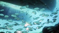 Antalya’nın Kemer ilçesi, sahilleri ve doğasının yanında su altındaki yaşamıyla ilgi çekiyor. Tarihi eserleri, flora ve faunasıyla büyük ilgi gören Kemer’in su altı güzellikleri dalış tutkunlarını cezbediyor. Turizmin başkenti Antalya’nın en önemli turizm bölgelerinden Kemer ilçesi, tarihi yapıları ve doğal […]