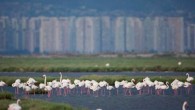 İzmir Körfez Geçişi Projesi’nin yapımına olanak sağlayacak Çevresel Etki Değerlendirme olumlu raporunun iptali icin dava açan Doğa Derneği, projenin köprü ayaklarının onbinlerce flamingonun beslenme alanının tam ortasından geçtiğini açıkladı. Ulaştırma, Denizcilik ve Haberleşme Bakanlığı’nın İzmir Körfez Geçişi Projesi’nin yapımına olanak […]