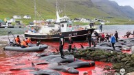 Faroe Adalarında yine kanlı balina avı görüntüleri geldi. Sea Shepherd Conservation Society (Deniz Çobanı Koruma Derneği) tarafından paylaşılan görüntülerde onlarca yunusun kanlar içinde kıyıdaki hali görünüyor. Pilot balinalar her yıl Danimarka kıyılarından göç ediyor. Balıkçılar tarafından kıyı şeridi boyunca yüzmeye […]
