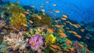 Prodüksiyon menajeri Katie Hall’un verdiği bilgiye göre Blue Planet II’nin çekimleri su altında 6 bin saat sürdü. 125 farklı çekim yapıldı. Çekimlerin dışında prodüksiyon ekibinin üyeleri hayatlarına elbette devam ettiler: “Üç düğün yaptık. 4 ev satın alındı. 5 bebek dünyaya […]