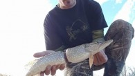 Adam Turnbull, Kanada’nın Saskatchewan Nehri’nde balık avlarken ilginç bir görüntüye şahit oldu. Avladığı balığın plastik parçasına sıkıştığını gören Turnbull, halkayı keserek balığı nehre bıraktı. Kanada’nın Saskatchewan Nehri’nde balıkçılık yapan Adam Turnbull tuttuğu bir balığı görünce şoke oldu. Önce balığın bir […]