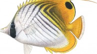 1. The family Chaetodontidae — a combination of the ancient Greek words for “hair” and “tooth” — to which butterflyfishes belong, is named after their special comblike teeth. These fishes also have a protruding mouth, which helps them feed in […]