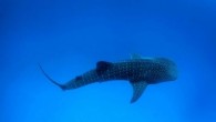 They are beloved by scuba divers and are considered a bucket-list experience, even though the encounters are usually snorkel-only ones. But despite knowing some things about Rhincodon typus (including these fun facts), scientists are still in the dark about many […]