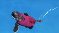 It’s been said that only one in 100 sea turtle hatchlings make it to maturity. And no wonder — the journey that they make as newly hatched babies, from the nest to the sea, is fraught with danger — hunting […]