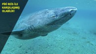 Danimarkalı bilim insanları tarafından keşfedilen ve büyük denizci Piri Reis’in yaşadığı 1505 yılında doğduğu düşünülen köpekbalığı tam 5.5 metre uzunluğunda. Dişi köpekbalığının yaşı analiz edilirken, 28 farklı Grönland köpekbalığıyla kıyaslandı ve göz lensleri radyoaktif karbon izotopu yöntemi ile incelendi. Bu […]