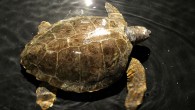 Çanakkale’nin Gökçeada ilçesi açıklarında yaralı halde bulunan ve “Özgür” adı verilen caretta caretta cinsi deniz kaplumbağası, İstanbul Akvaryum’da tedavi altına alındı. Gökçeada açıklarında tekne motoruna çarparak başından yaralanan ve ilk müdahalesi Çanakkale Onsekiz Mart Üniversitesi Uygulama ve Araştırma Merkezi uzmanları […]