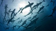 WASHINGTON — The Pew Bertarelli Ocean Legacy Project applauds the historic move by Mexican President Enrique Peña Nieto, who signed a decree creating the Revillagigedo Archipelago National Park, protecting 148,087 square kilometers (57,176 square miles) from all forms of fishing […]