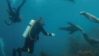 But, in the Sea of Cortez, you need to learn the fi n steps as soon as you get on this ocean’s dance floor. A week of diving in the Sea of Cortez is a week spent dancing with the […]