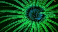 1st Place Blue-filtered strobe lights stimulate fluorescent pigments in the clear tentacles of a tube-dwelling anemone in Hood Canal, Washington. 2nd Place Typically a shy species, a Caribbean reef shark investigates a remote-triggered camera in Cuba’s Gardens of the Queen […]