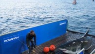 Mary Lee is perhaps America’s most famous great white shark — not counting the fictional megastar Jaws — thanks to her Twitter following. Ocearch tagged the 16-foot adult Carcharodon carcharias off Cape Cod in September 2012. The tag on the […]