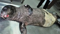 Su Altı Araştırmaları Derneği Akdeniz Foku Araştırma Grubu ekibinden Cem Orkun Kıraç, yaşam alanları giderek daraltılan Akdeniz foklarının, yok olma tehdidi altında olduğu söyledi. Dünyada 700, Türkiye’de ise 100 civarında bireyi kalan Akdeniz foklarının (monacus monacus), Ege ve Akdeniz kıyılarındaki […]