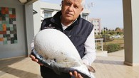 Tropikal sularda yaşayan ve Antalya’da ilk kez görülen okyanus balon balığı, parakete yöntemiyle 160 metre derinlikte yakalandı. Bilimsel adı “lagocephalus lagocephalus” olan, aslında tropikal sularda yaşayan ve Antalya’da ilk kez görülen okyanus balon balığı, balıkçılar tarafından parakete yöntemiyle 160 metre […]