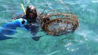 Bodrum ilçesinde dalgıçlar tarafından deniz dibi temizliği yapıldı. Bodrum Belediyesince “Denize en çok mavi yakışır” sloganıyla bu yıl dördüncü kez gerçekleştirilen temizlik çalışması, Göltürkbükü’ndeki Cennet Koy’da devam etti. 10 dalgıcın katıldığı temizliği vatandaşlar da kıyıdan izledi. Yaklaşık 1.5 saat süren […]
