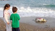 Mersin Anamur’da caretta caretta ölüsü, sahile vurdu. Sahile vuran caretta caretta ölüsünü Anamur Öğretmenevi görevlileri ve çevre sakinleri fark etti. Ardından yetkililere haber verildi. Olay yerine gelen Gıda Tarım ve Hayvancılık İlçe Müdürlüğü ve Milli Parklar Şube Müdürlüğü görevlileri yaptığı […]