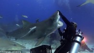 This is the amazing moment an underwater swimmer helps a 700lb tiger shark roll in the sea – while many more of the usually-terrifying creatures surround them. The incredible footage published on SDM diving’s Instagram page shows the animal stalking […]