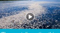 A colossal ‘sea of plastic’ which stretches for miles has been found floating in the Caribbean. So is it time to change our plastic bottle behaviour? (Via BBC Radio 5 live) BBC News