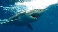 ARE sharks the new dolphins? A new study involving Flinders University shark experts shows that the more people dive with great whites the more likely they are to have a favourable view of the animals, similar to that traditionally reserved […]