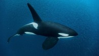 By Erica Tennenhouse PUBLISHED MARCH 1, 2018Around 6 a.m. one morning last December, an announcement came over the loudspeaker of a ship heading from Antarctica to South America: Everyone was to go up to the deck. The ship’s 148 passengers—mostly […]