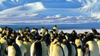 Antarktika’da, daha önce hiç bilinmeyen 1.5 milyon Adelie penguen sürüsü keşfedildi. Bilimsel Raporlar Dergisi’nde yayımlanan makaleye göre, sayıları azalmakta olan Adelie penguenlerinin daha önce bilinmeyen bir sürüsü bulundu. Sayısı 1.5 milyonu bulan penguen sürüsünün, insanların ve iklim değişikliği etkilerinin daha […]