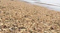 İngiltere’de deniz sıcaklığındaki üç derecelik düşüş on binlerce deniz canlısının kıyıya vurmasına neden oldu. Bir haftadır Sibirya kaynaklı aşırı kar yağışları ve şiddetli rüzgârlarla boğuşan İngiltere’de sahil kenarlarına gidenler kötü bir sürprizle karşılaştı. Kent, Norfolk ve Yorkshire kıyılarına vuran on […]