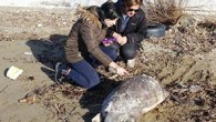 Çanakkale’nin Ayvacık ilçesine bağlı Küçükkuyu Beldesi’nde, ölü caretta caretta kıyıya vurdu. Küçükkuyu beldesi halk plajı sahilinde bu sabah yürüyüşe çıkan vatandaşlar, kıyıya vurmuş caretta caretta gördü. Vatandaşların bilgi vermesi üzerine bölgeye gelen Ayvacık İlçe Gıda Tarım ve Hayvancılık Müdürlüğü ekipleri, […]