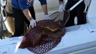 Didim’de, yaralı halde denizde bulunan caretta ceretta cinsi deniz kaplumbağası, Sahil Güvenlik Komutanlığı ve Didim Belediyesi ekipleri tarafından kurtarıldı. Aydın’ın Didim ilçesinde, yaralı halde denizde bulunan ve nesli tükenmeyle karşı karşıya olan caretta ceretta cinsi deniz kaplumbağası, Sahil Güvenlik Komutanlığı […]