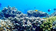 Karayip Adaları’nın güneyinde, Hollanda’ya bağlı Curaçao Adası’nın açıklarında yüzde 95’i insanoğlu için hala bilinmez olan okyanuslarda müthiş bir keşif gerçekleşti. Deep Reef Observation Project (Derin Resif Gözlem Projesi) kapsamında gerçekleştirilen bir araştırmada okyanusun 300 metre altındaki rarifotik kuşakta daha az […]