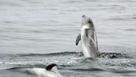 They only get one lung full of air for each dive, so the marine predators have developed ways to find and snap up their squid meals as efficiently as possible. A dolphin species has joined the ranks of animals that […]