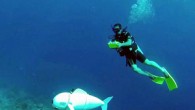 Büyük Okyanus’ta bulunan Fiji Adası’ndaki gökkuşağı resifinin yeni bir sakini var.. SoFi adlı uzaktan kumandalı robot balık, ABD’de bulunan Massachuseyts Teknoloji Enstitüsü’nde geliştirildi. Robot adını “Soft Robotic Fish”in (Yumuşak robotik balık) kısaltılmasından alıyor. Robot bir dalgıç tarafından, oyun kumandası ile […]