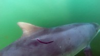 Irish #Dolphin hit by a propeller. Our #boat code of conduct help's avoid nasty accidents like these! @SeaSearchIre pic.twitter.com/v4c36BkVUk — Sea Watch Foundation (@SeaWatchersUK) 14 Haziran 2016 Sea Watch Foundation