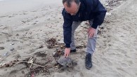 Antalya’nın Alanya ilçesinde vatandaşlar tarafından sahilde ölü caretta caretta ölüsü bulundu. Ahmet Tokuş Bulvarı’ndaki Keykubat Plajı’nda sahile vurmuş caretta caretta bulundu. Sahilde yürüyüş yapan vatandaşlar tarafından fark edilen yaklaşık 15 kilogram ağırlığında, 35 santimetre uzunluğundaki yavru kaplumbağanın kulaçlarında ve vücudunun […]