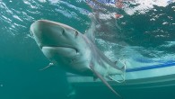 They’re back! In the largest migration in U.S. coastal waters, blacktip sharks are headed south in the thousands for their annual migration off Florida’s southeast coast. For eight consecutive years, Stephen Kajiura, Ph.D., an internationally renowned shark researcher at Florida […]