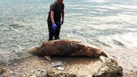 Dünyaca ünlü Gökova Körfezi’nde koruma altındaki Akdeniz foku bölgedeki bir restoranın çalışanları tarafından ölü bulundu. Menteşe ilçesi Kıran sahilinde bulunan ölü Akdeniz fokunda darp, ve kesici bir ize rastlanmazken, yapılan inceleme sonucu midesinde de bir bulguya da rastlanmadı. Kıran sahilinde […]