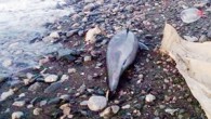 Zonguldak’ta kıyıya vurmuş iki yunus balığı bulundu. Gıda Tarım ve Hayvancılık İl Müdürü Cemalettin Çataklı, yunusların silahla öldüklerine dair bir bulguya rastlamadıklarını belirtti. Bahçelievler Mahallesi Milli Egemenlik Caddesi üzerinde bulunan sahilde telef olan iki yunus balığını fark edenler durumu yetkililere […]
