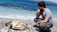 Muğla’nın Bodrum ilçesinde ölü caretta caretta bulundu. Güvercinlik Mahallesi sahilinde vatandaşlar, deniz kenarında bir caretta carettanın hareketsiz olduğunu fark etti. Deniz kaplumbağasının yanına gelenler, kaplumbağanın öldüğünü ve vücudunun üst kısımlarında da tahribat olduğunu belirledi. Yaklaşık 50 kilogram ağırlığındaki caretta carettanın, […]