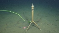 Monterey Körfezi çevresinde deniz araştırmaları yapan bir grup bilim insanı, kıyıdan 18 kilometre açığa su yüzeyinden ise yaklaşık 1 kilometre derine mikrofon indirerek bütün sesleri canlı yayına aktardı. 2015 yılından bu yana Monterey Körfezi çevresinde deniz araştırmaları yapan bir grup […]