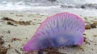 Costa Blanca plajları, dünyanın en tehlikeli denizanası türlerinden biri olan ‘Physalia physalis’in görülmesinin ardından kapatıldı. İspanya’nın güneyindeki popüler sahil kesimi olan Costa Blanca’da dünyanın en tehlikeli denizanası türlerinden biri olan Physalia physalis (Portuguese man o’war) görüldü. Belediye binası şefleri, Altea’de […]