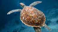 Every encounter with an endangered sea turtle is special, but it can be tough to detect which species you actually saw. If the turtle is about 3 feet long, has a brown hard upper shell with streaks and four costal […]