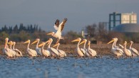 Karacabey Belediyesi ve Doğa Derneği iş birliği ile bu yıl Türkiye’de ilk kez gerçekleştirilecek “pelikan sayımı” için geri sayım başladı. Gönüllüler 3 gün boyunca Uluabat Gölü havzası üzerinden göç eden ve sayıları binleri bulan dev pelikanları kayda alıp, pelikanların göçlerini […]