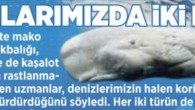 Geçtiğimiz günlerde, Fethiye’nin Kadırga Burnu açıklarında dolaşan yelkenlideki deniz severler, suyun üzerinde hareket eden büyük bir canlıyı fark etti. Tekneyle yaklaştıkları canlının bir kaşalot balinası olduğunu gören vatandaşlar büyük şaşkınlık yaşadı. Su püskürteren balina, kısa süre sonra dibe dalarak gözden […]