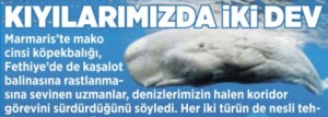 Geçtiğimiz günlerde, Fethiye’nin Kadırga Burnu açıklarında dolaşan yelkenlideki deniz severler,