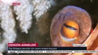 Denizden bir annelik öyküsü… Fedakar Ahtapot… “Denizin Anneleri; Ahtapotlar” bölümü Hatay, Karaburun ve Fethiye kıyılarında gerçekleştirilen çekimler ile tamamlandı. Bu fedakar anneleri, Lütfü Tanrıöver ve Necdet Uygur görüntüledi. İskenderun Teknik Üniversitesi Öğretim üyesi Doç Önder Duysak ve Hamdullah Aras’a katkılarından […]