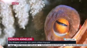 Denizden bir annelik öyküsü… Fedakar Ahtapot… “Denizin Anneleri; Ahtapotlar” bölümü