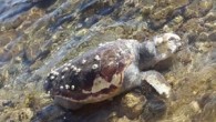 Muğla’nın Bodrum ilçesinde telef olan caretta caretta kıyıya vurdu. Güvercinlik Mahallesi sahilinde vatandaşlar, deniz kenarında bir caretta carettanın hareketsiz olduğunu fark etti. Deniz kaplumbağasının yanına gelenler, kaplumbağanın bir süre önce telef olduğunu, vücudunun üst kısımlarında da bozulmalar olduğunu belirledi. Yaklaşık […]